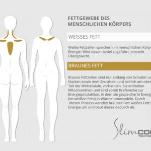 SlimCOOL Erklärung des menschlichen Fettgewebes