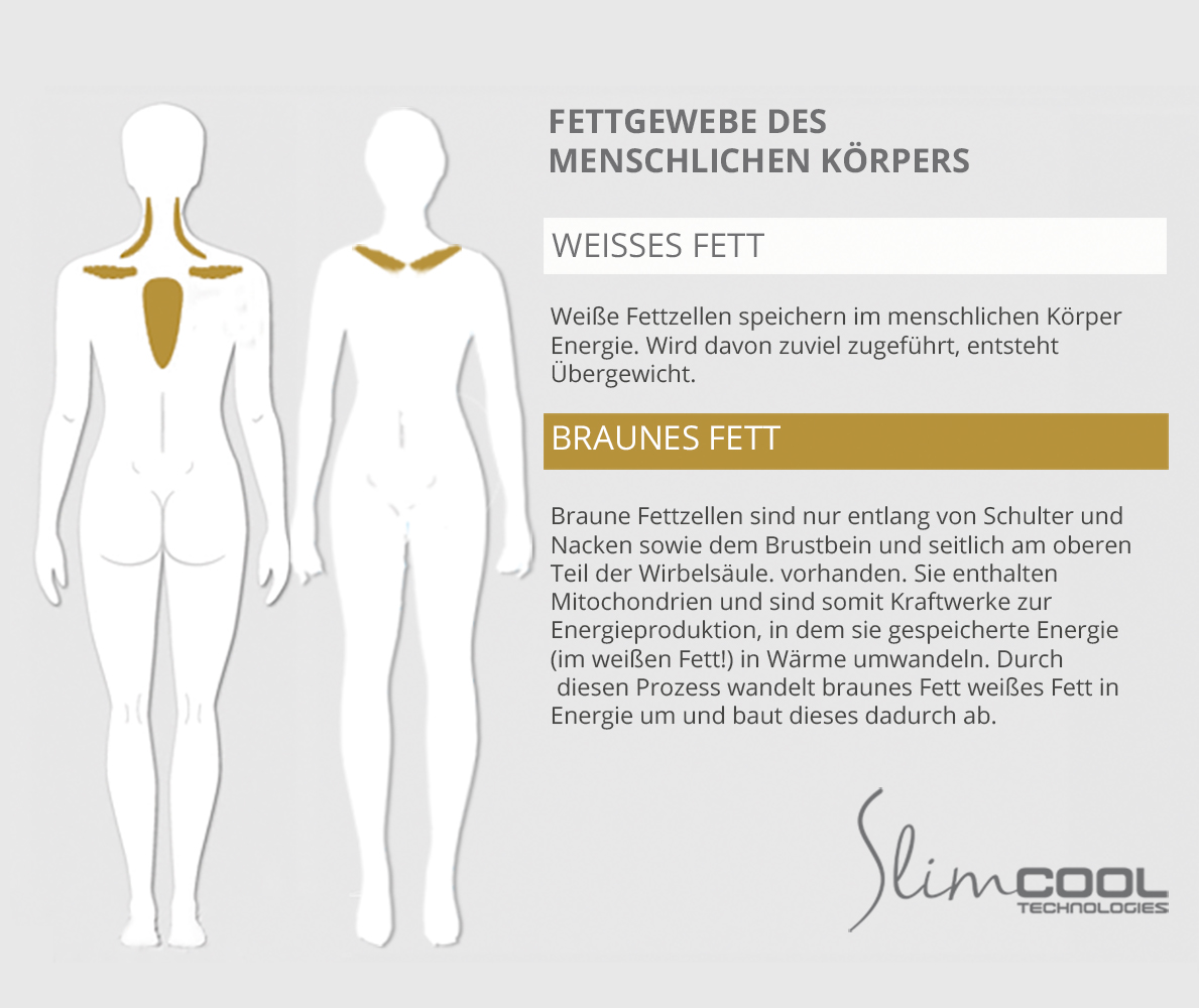 SlimCOOL Erklärung des menschlichen Fettgewebes